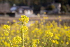 近所の菜の花畑