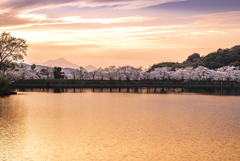 夕暮れの桜並木