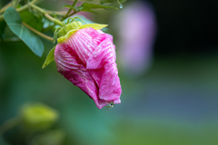 芙蓉の雫