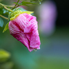 芙蓉の雫