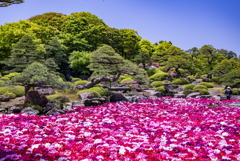 牡丹の池