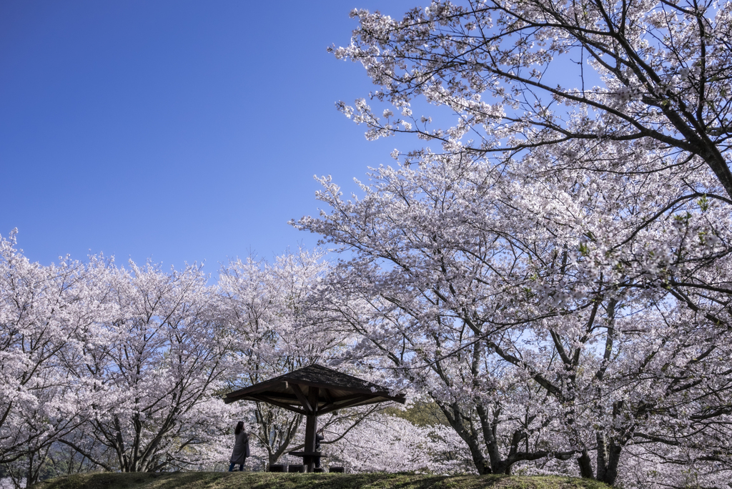 青空と満開の桜