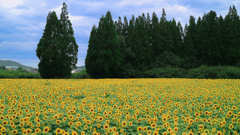 夏の思い出