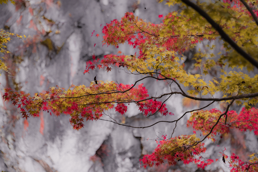 溪谷の紅葉