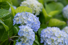 薄いブルーに染まる紫陽花
