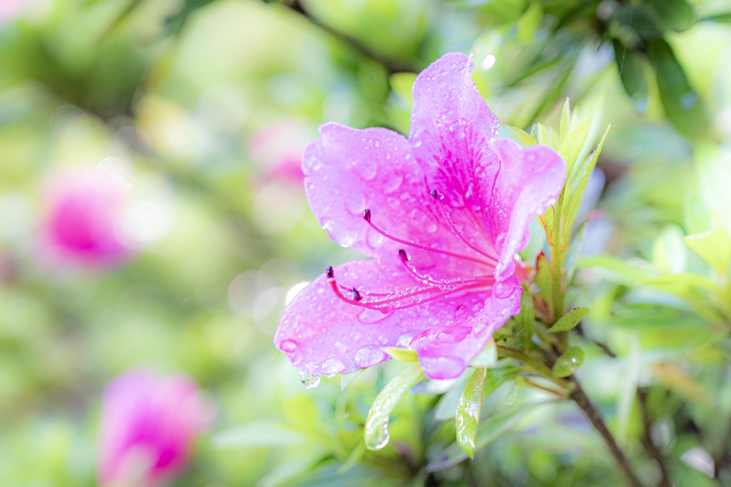雨上がりのつつじ