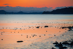 夕闇迫る海と水鳥たち