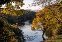 水鳥が舞う秋色の溜池