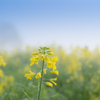 朝霧の菜の花畑