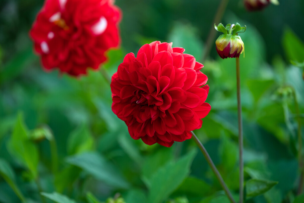 深紅