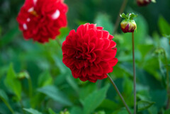 深紅