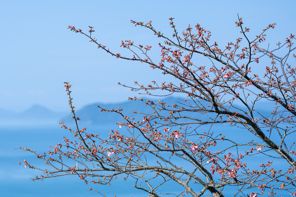 満開を待つ海を見下ろす河津桜