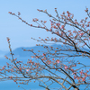 満開を待つ海を見下ろす河津桜