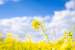 近所の菜の花