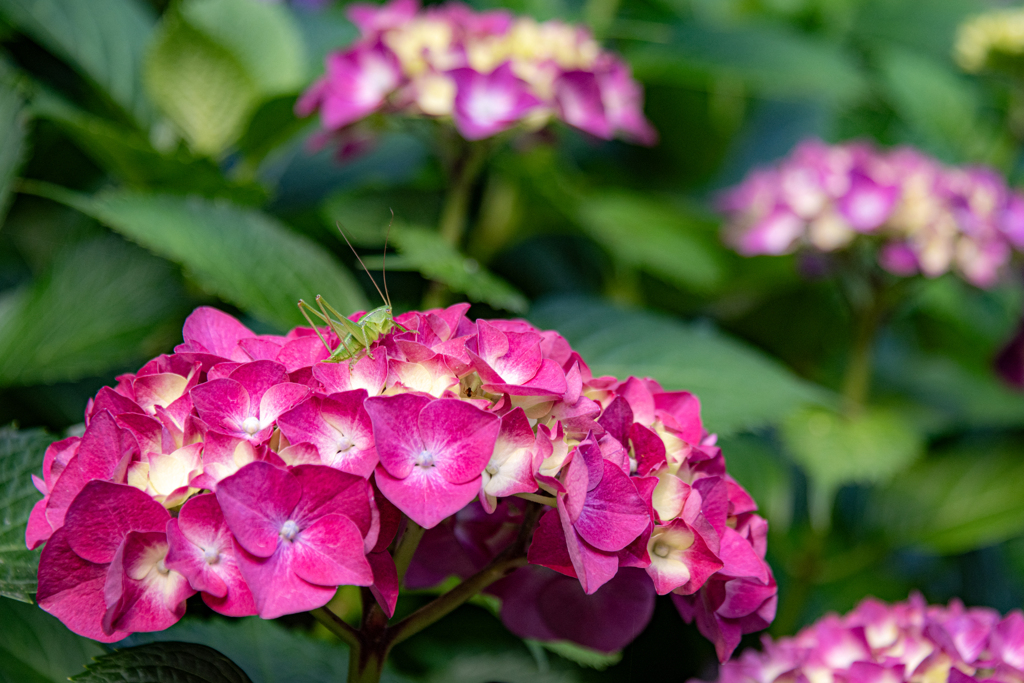 紫陽花とバッタ