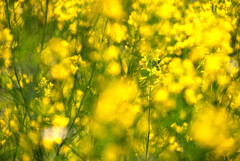 最後の菜の花畑