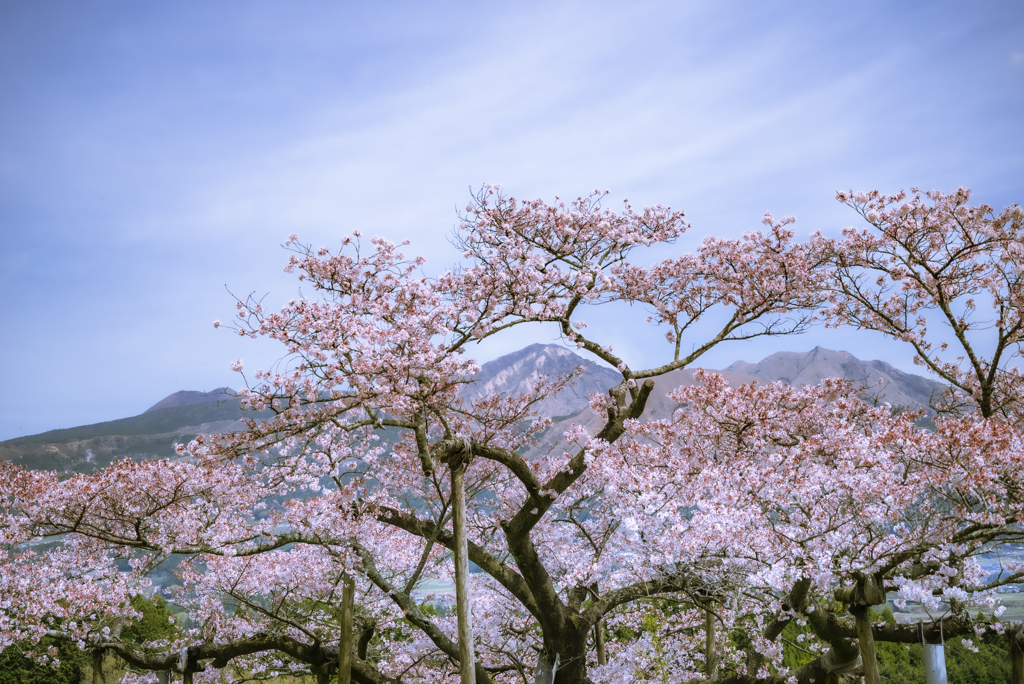 阿蘇を望む一本桜