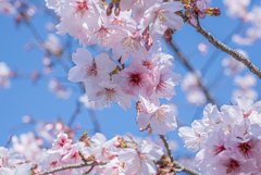 河津桜満開