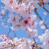 河津桜満開