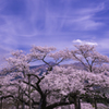 阿蘇の一本桜2022