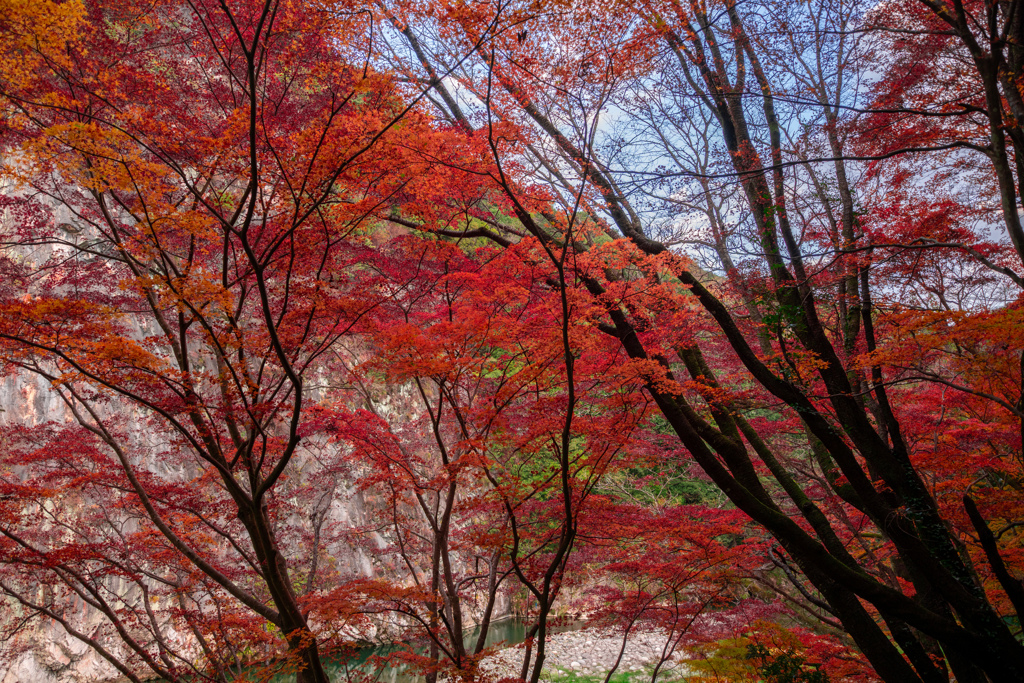渓谷に輝く最後の紅葉