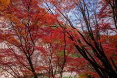 渓谷に輝く最後の紅葉