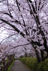 桜の散歩道