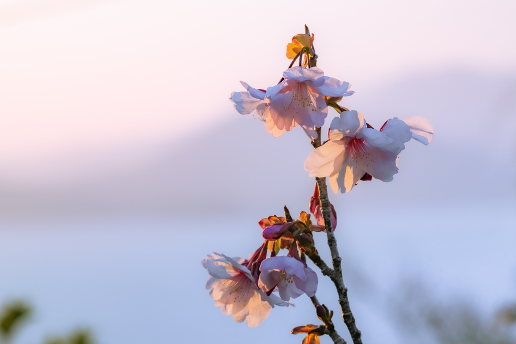 咲き始めた河津桜