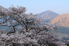 夕暮れの阿蘇と大桜