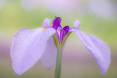 淡き花菖蒲
