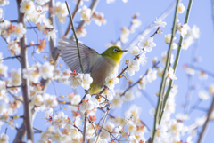 花から花へ3