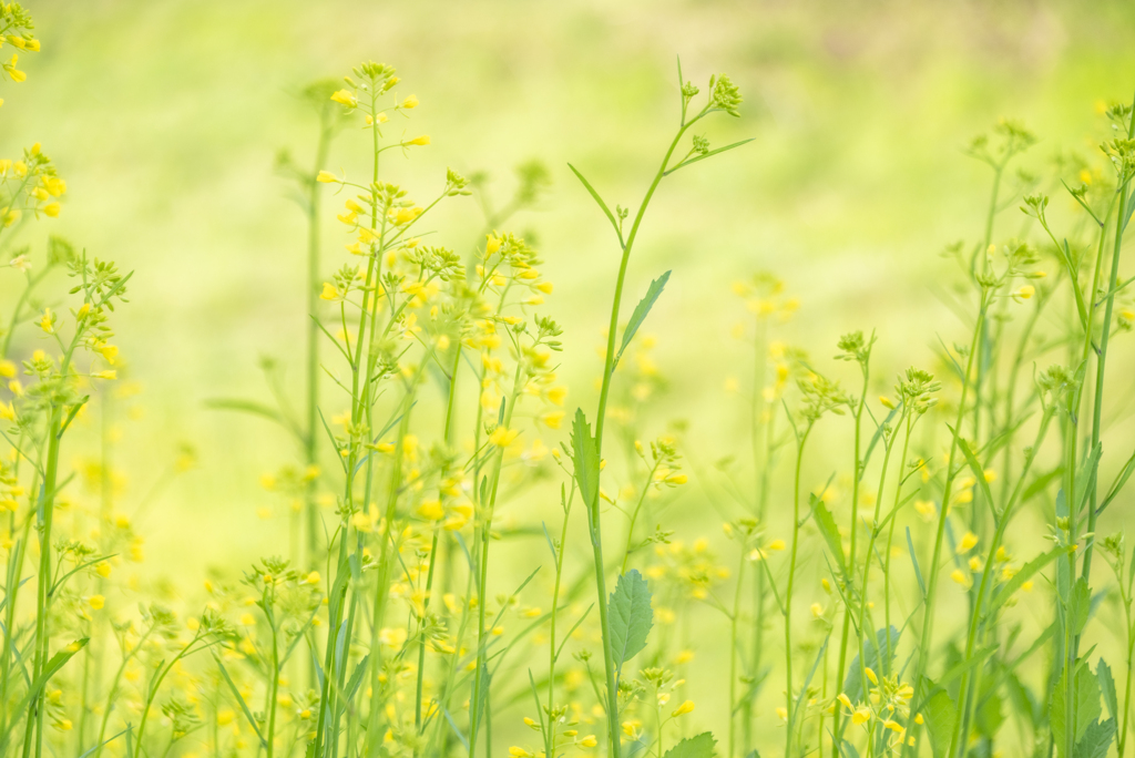 開花を待つ菜の花