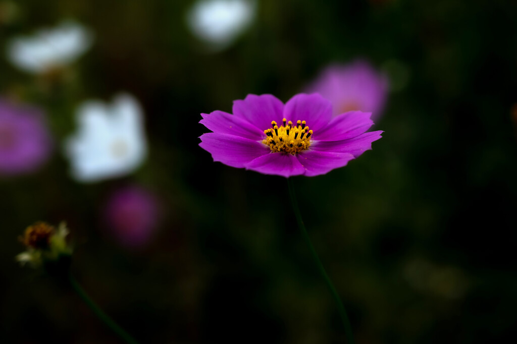 秋桜