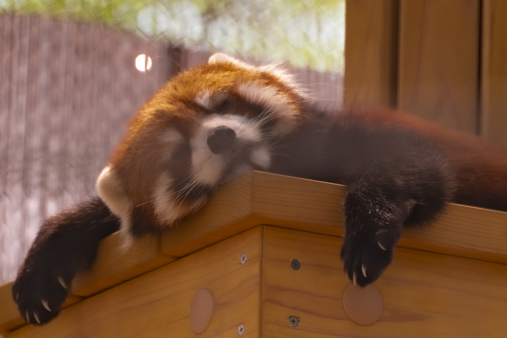 居眠り中