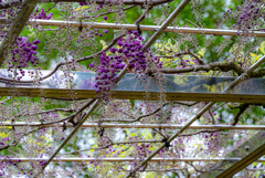 まだ蕾みの八重の藤