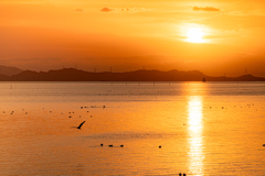 夕暮れの海と水鳥たち