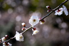 白梅の開花