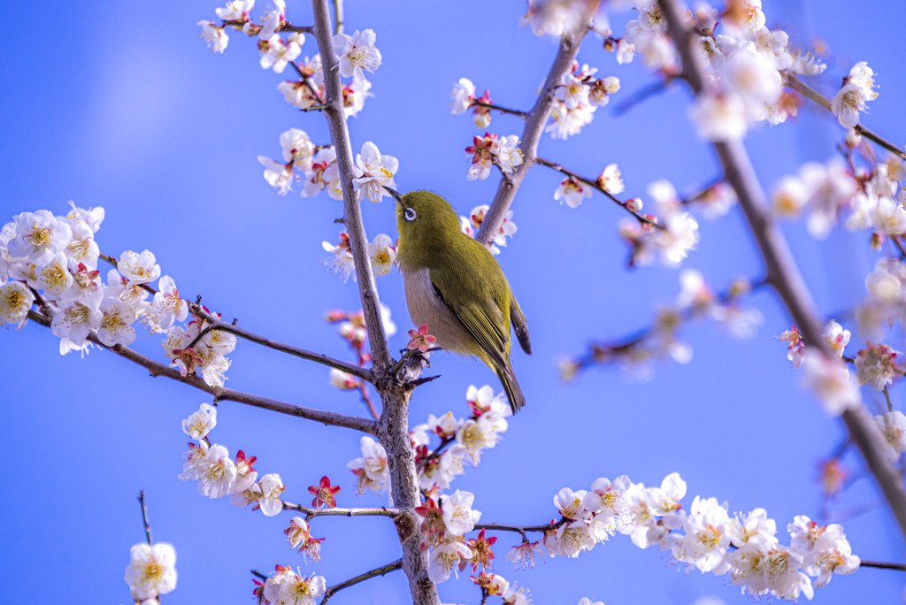 青空に白梅とメジロ