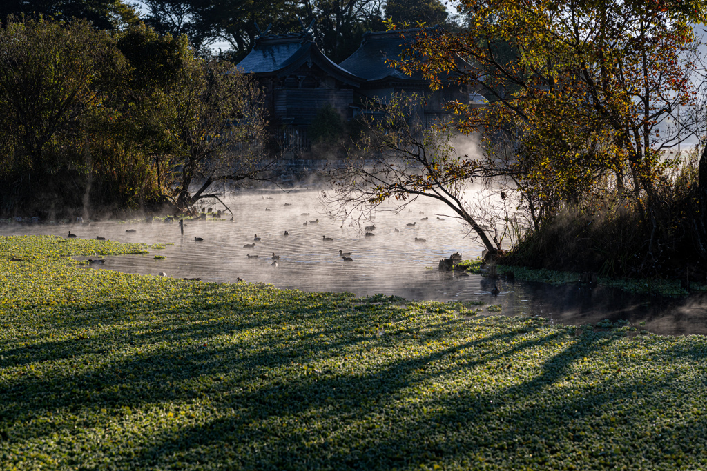 朝霧の浮島神社と水鳥たち