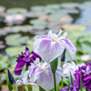 花菖蒲と睡蓮の池