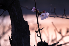 桜開花