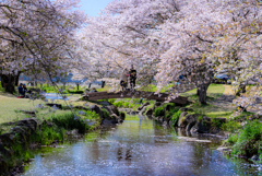 桜舞い散る河川公園で