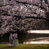 桜の樹の下で