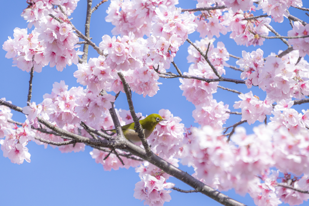 河津桜とメジロ