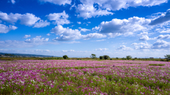 旅先で出会ったコスモス畑