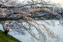 満開を迎えた近所の公園