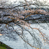 満開を迎えた近所の公園