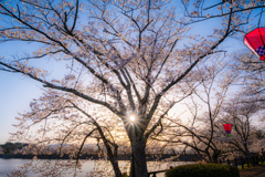 夕日に輝く桜並木