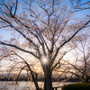 夕日に輝く桜並木