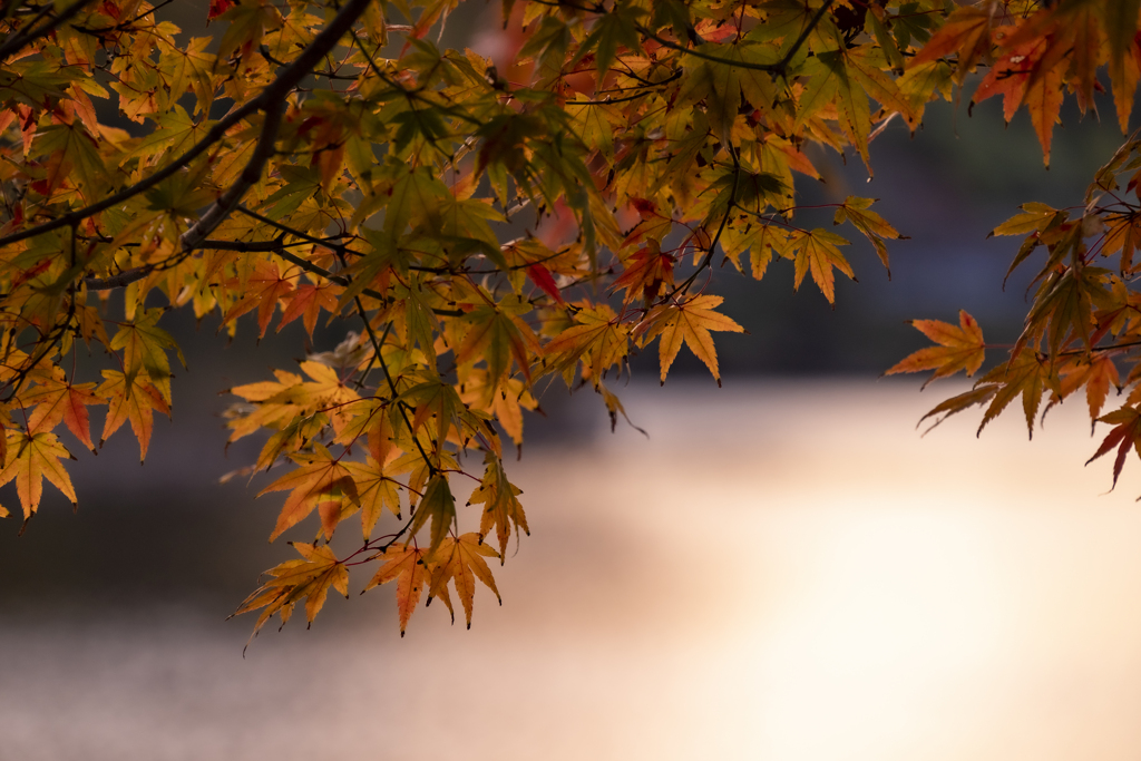 散歩道の紅葉
